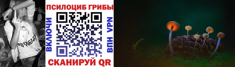 Купить  Навашино  Псилоцибиновые грибы Psilocybe 